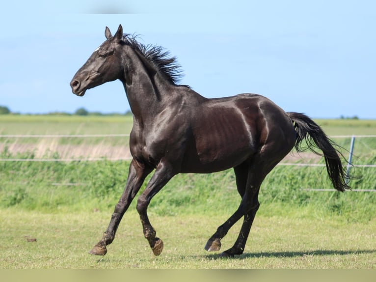Hanoverian Mare 17 years 16 hh Black in Norden NorddeichNorden