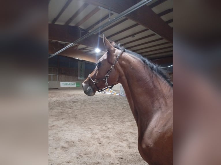 Hanoverian Mare 17 years 16 hh Brown in Leipzig