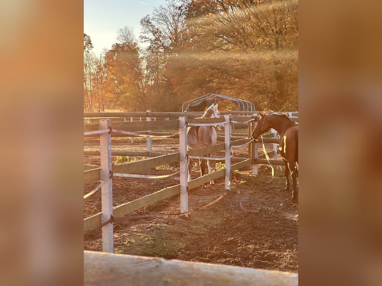 Hanoverian Mare 17 years 16 hh Brown in Leipzig