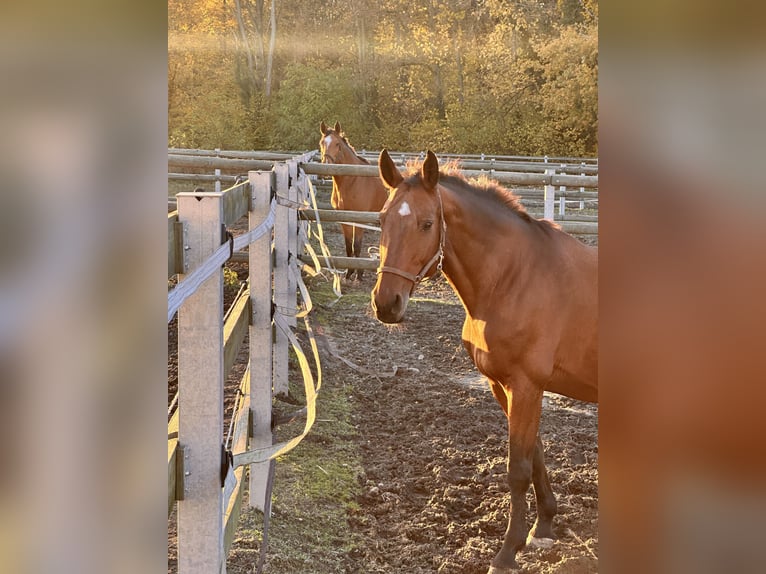 Hanoverian Mare 17 years 16 hh Brown in Leipzig