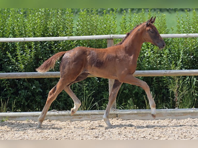 Hanoverian Mare 17 years 16 hh Chestnut in Salem