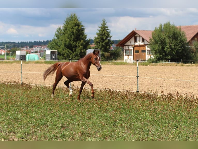 Hanoverian Mare 17 years 16 hh Chestnut in Rutesheim