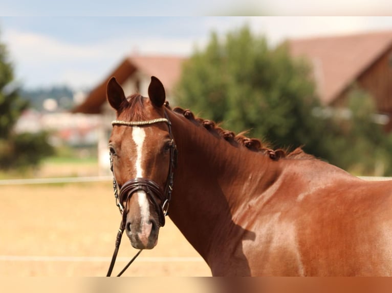 Hanoverian Mare 17 years 16 hh Chestnut in Rutesheim