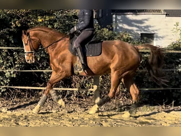 Hanoverian Mare 17 years 16 hh Chestnut-Red in Oberhausen