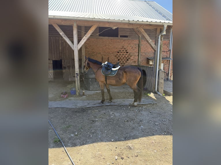 Hanoverian Mare 17 years 16 hh Chestnut-Red in Feldberger Seenlandschaft