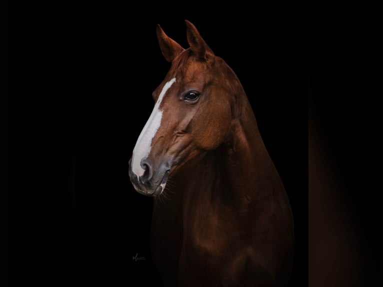 Hanoverian Mare 17 years 16 hh Chestnut-Red in Garbsen