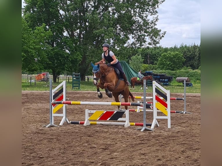 Hanoverian Mare 17 years 16 hh Chestnut-Red in Garbsen