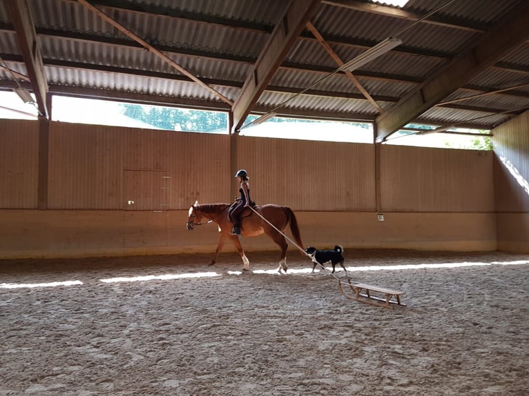 Hanoverian Mare 17 years 16 hh Chestnut-Red in Waldkirch