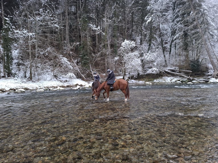 Hanoverian Mare 17 years 16 hh Chestnut-Red in Waldkirch