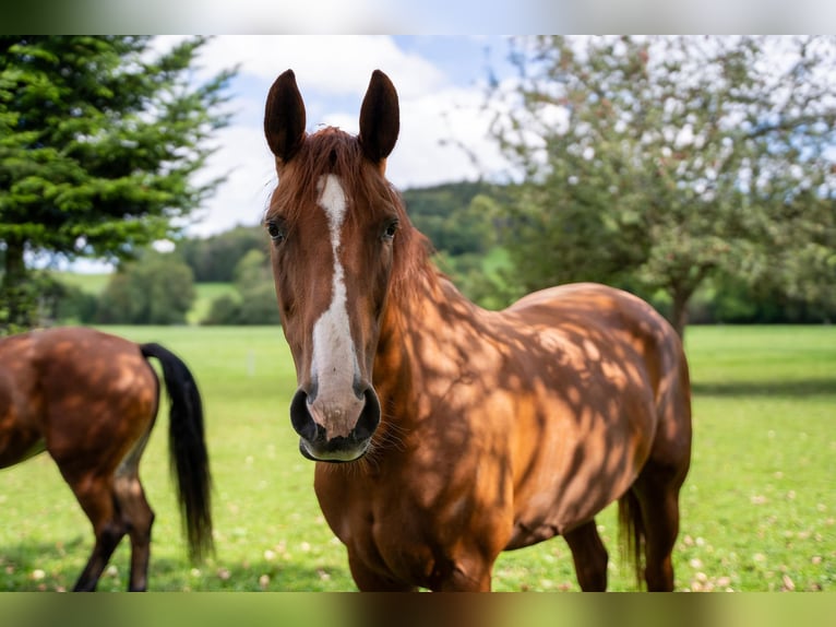 Hanoverian Mare 17 years 16 hh Chestnut-Red in Waldkirch