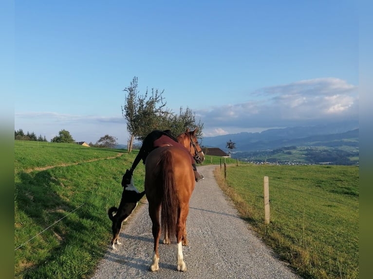 Hanoverian Mare 17 years 16 hh Chestnut-Red in Waldkirch