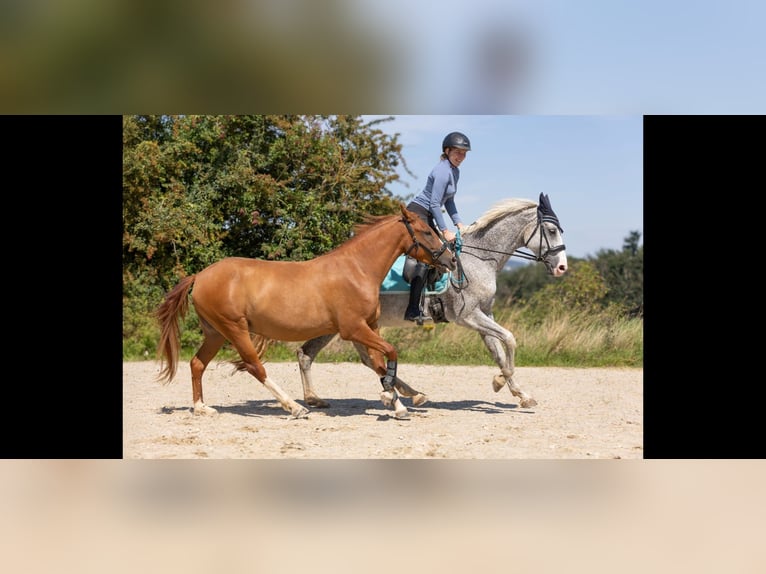 Hanoverian Mare 17 years 16 hh Grey-Fleabitten in Borken
