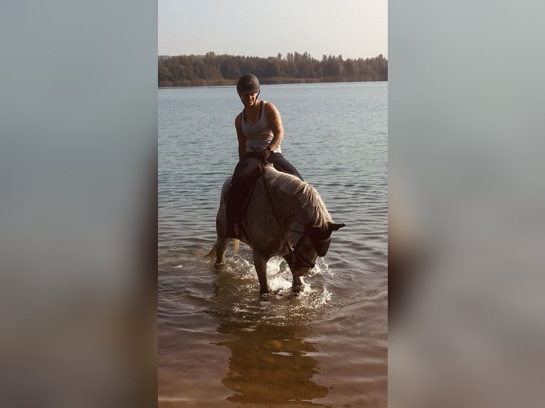 Hanoverian Mare 17 years 16 hh Grey-Fleabitten in Borken