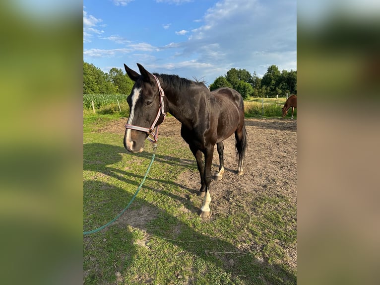 Hanoverian Mare 17 years 16 hh Smoky-Black in Gro&#xDF;heide