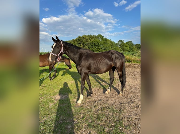 Hanoverian Mare 17 years 16 hh Smoky-Black in Gro&#xDF;heide