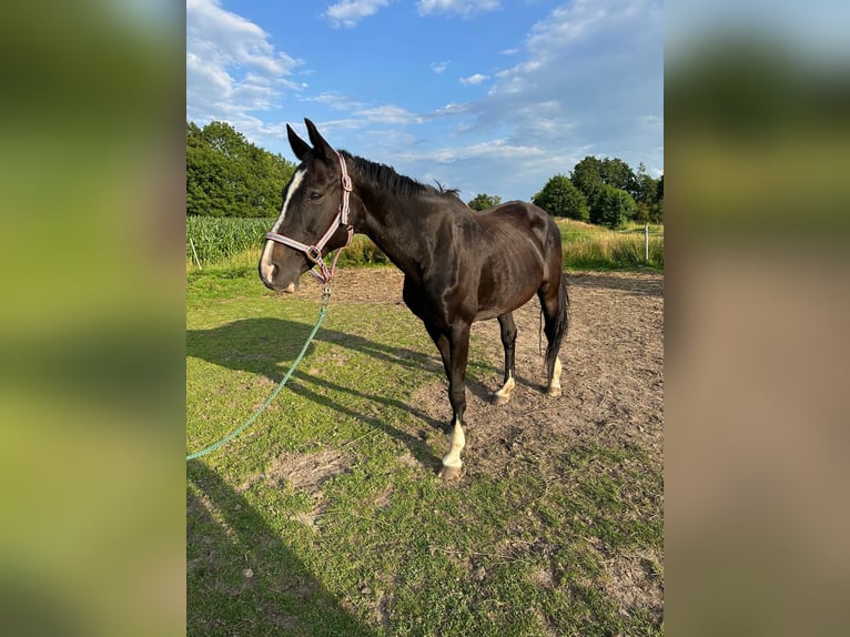 Hanoverian Mare 17 years 16 hh Smoky-Black in Gro&#xDF;heide