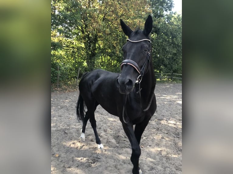Hanoverian Mare 17 years 16,1 hh Black in Paderborn