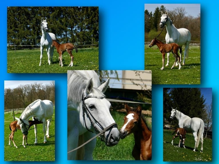 Hanoverian Mare 17 years 16,1 hh Grey in G&#xE4;rtringen