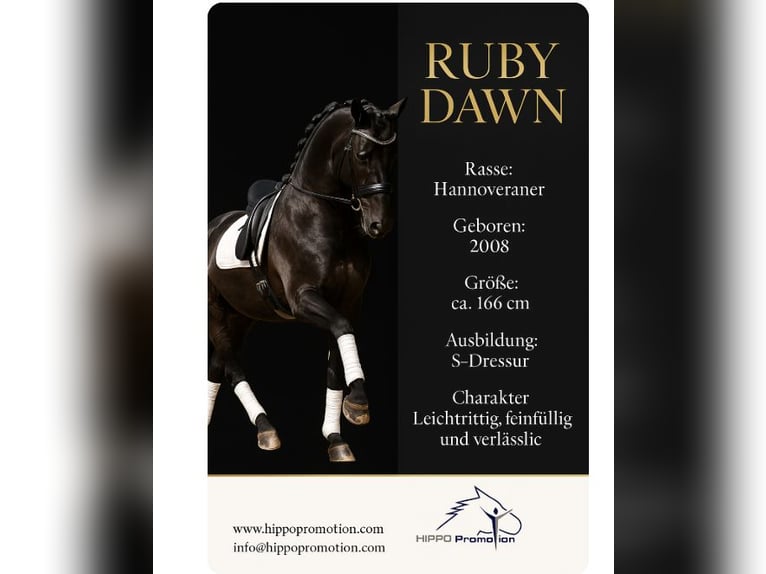 Hanoverian Mare 17 years 16,1 hh Smoky-Black in Wartenberg
