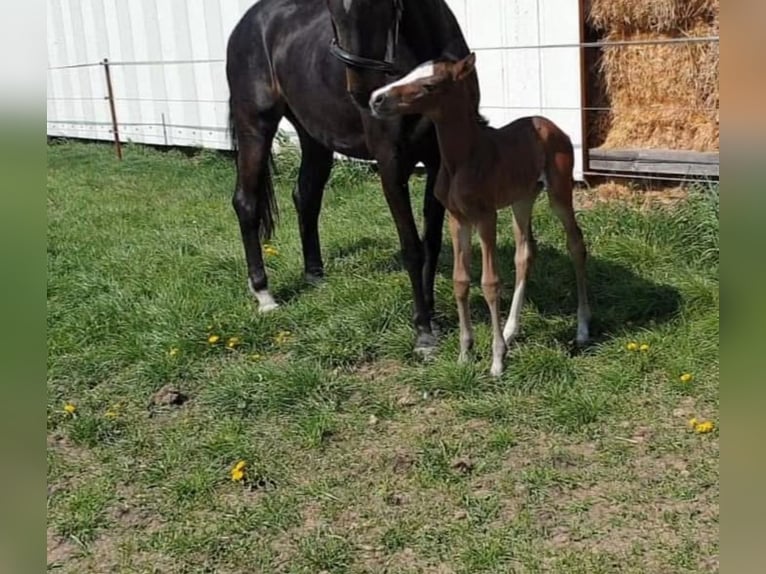 Hanoverian Mare 17 years 16,2 hh Bay-Dark in Mesum
