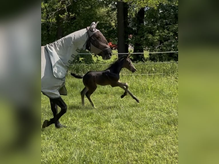 Hanoverian Mare 17 years 16,2 hh Bay-Dark in Mesum