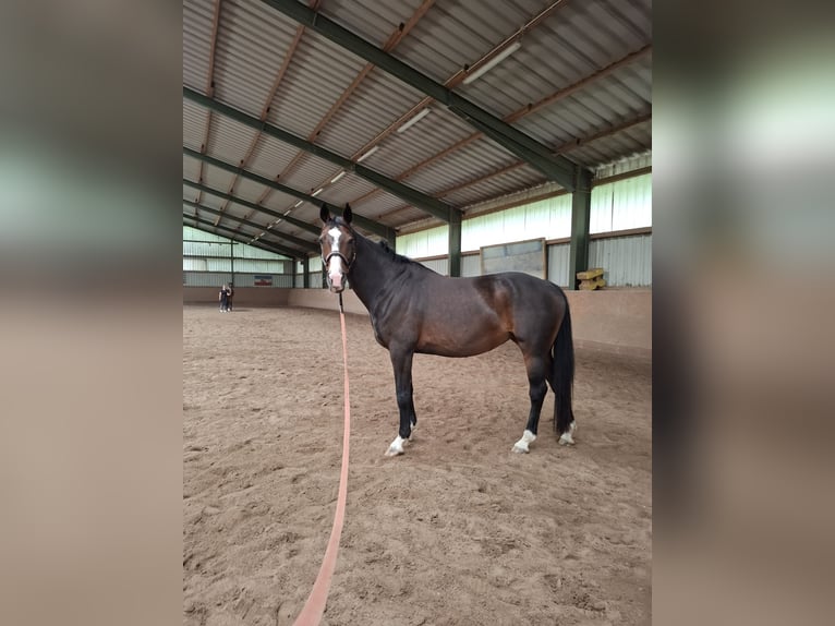Hanoverian Mare 17 years 16,2 hh Bay-Dark in Wahlstorf