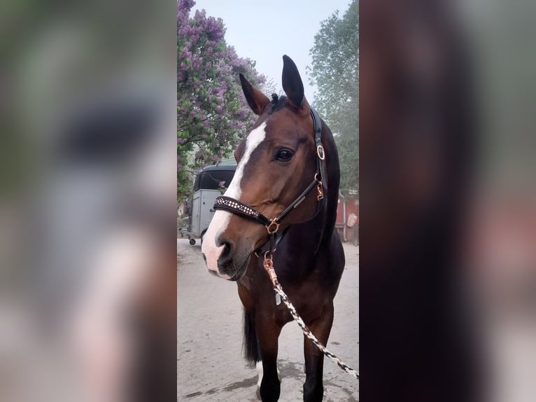 Hanoverian Mare 17 years 16,2 hh Bay-Dark in Wahlstorf
