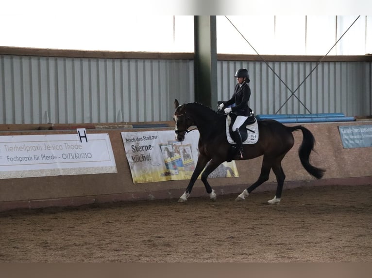 Hanoverian Mare 17 years 16,2 hh Bay-Dark in Wahlstorf