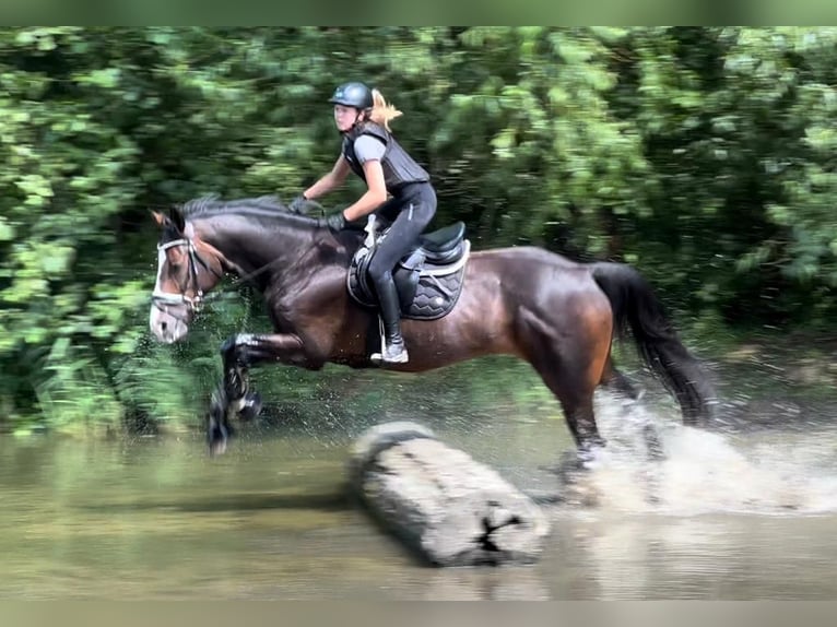 Hanoverian Mare 17 years 16,2 hh Bay-Dark in Wahlstorf