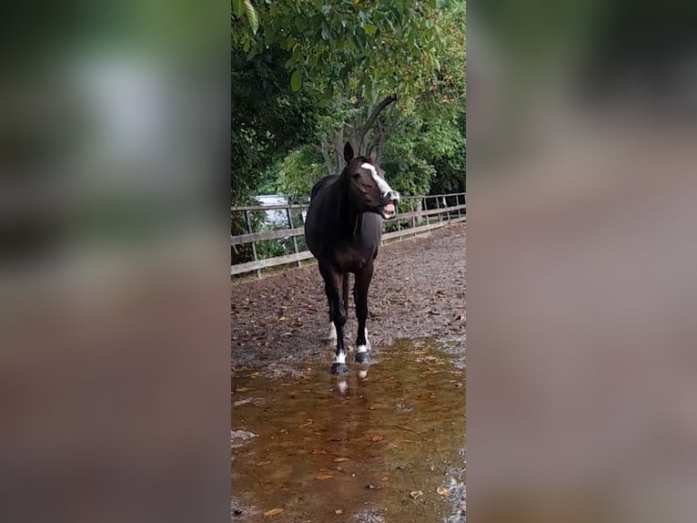 Hanoverian Mare 17 years 16,2 hh Bay-Dark in Wahlstorf