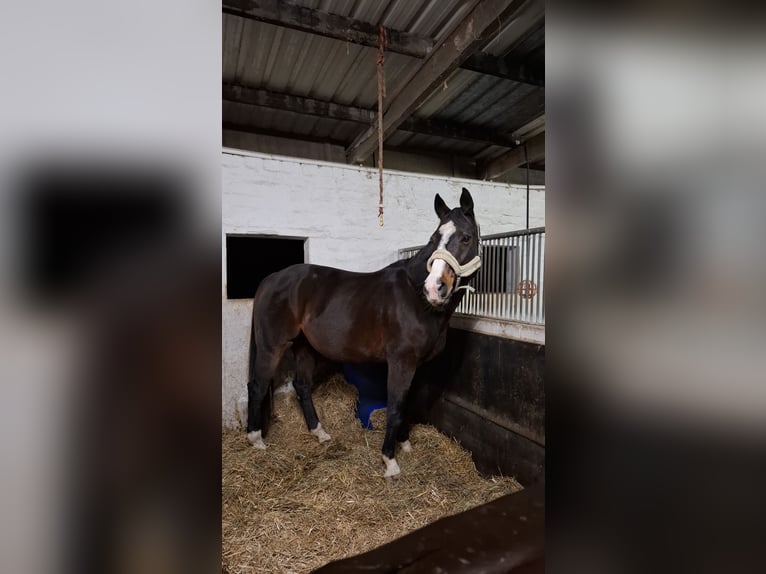 Hanoverian Mare 17 years 16,2 hh Bay-Dark in Wahlstorf
