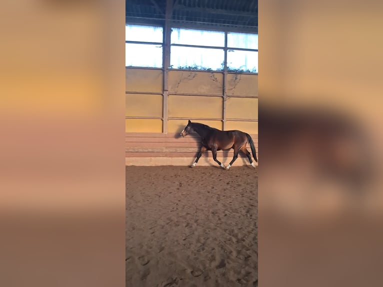 Hanoverian Mare 17 years 16,2 hh Bay-Dark in Wahlstorf