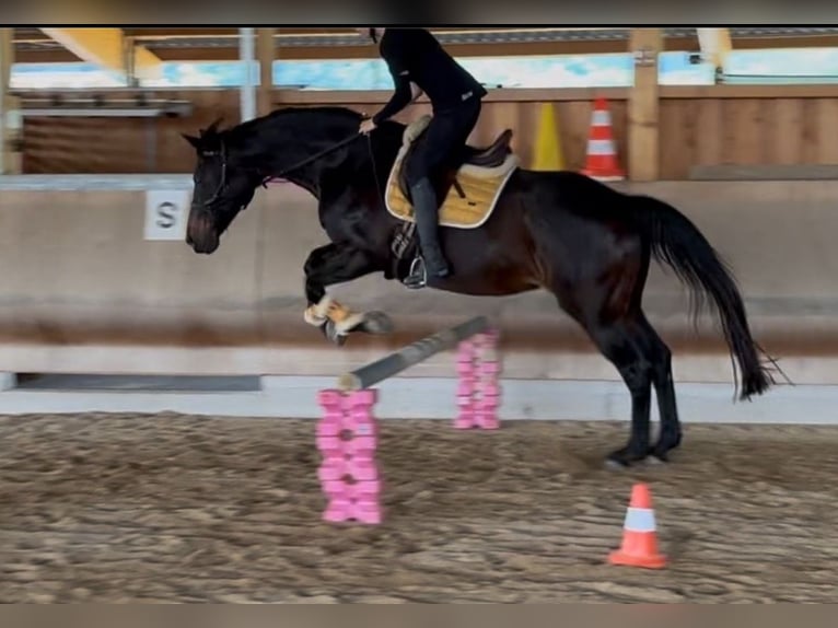 Hanoverian Mare 17 years 16,2 hh Black in Grenzach-Wyhlen