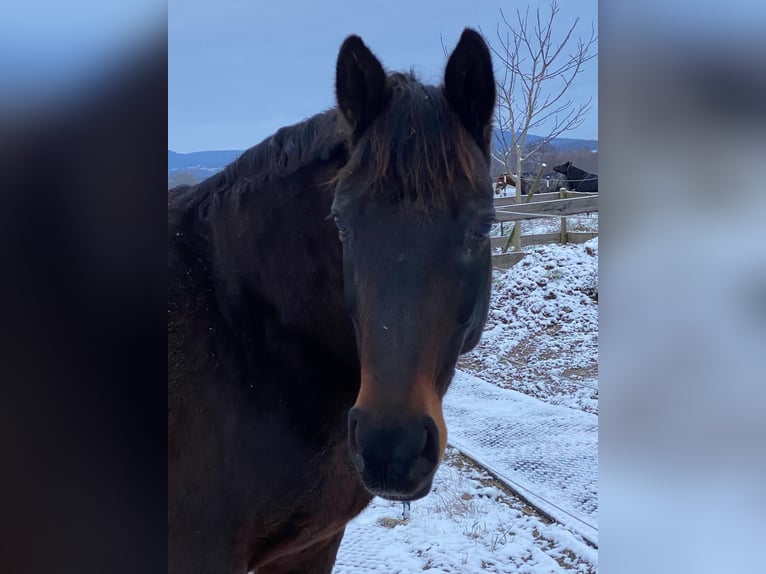 Hanoverian Mare 17 years 16,2 hh Black in Grenzach-Wyhlen