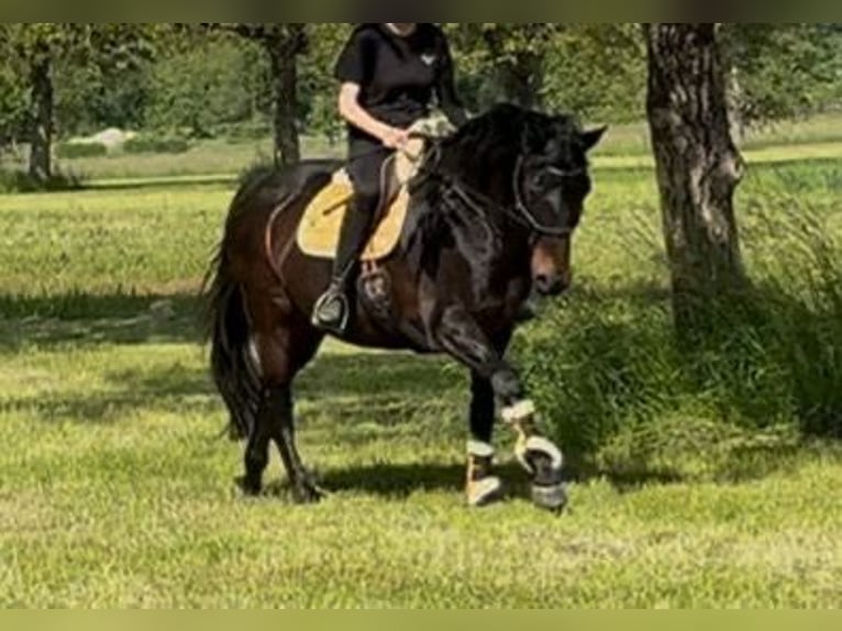 Hanoverian Mare 17 years 16,2 hh Black in Grenzach-Wyhlen