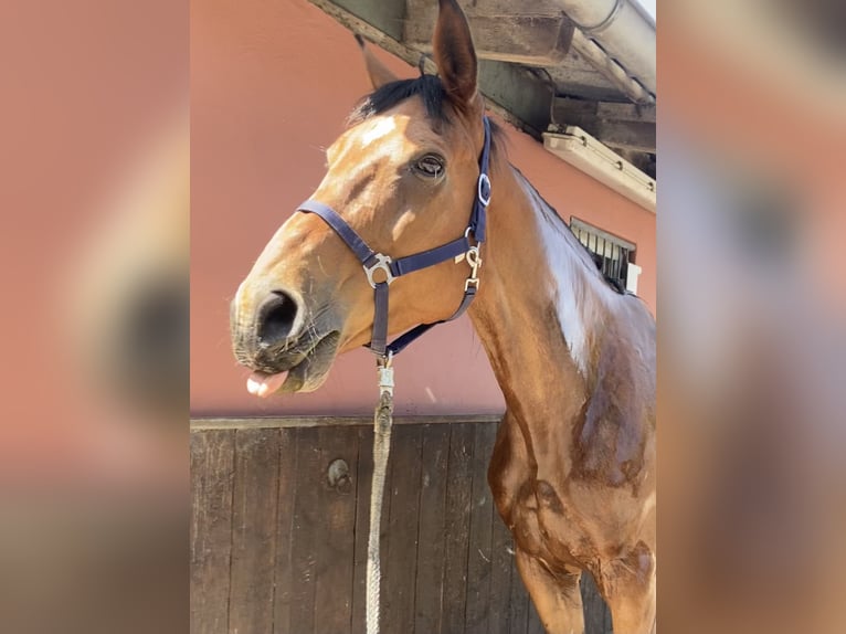 Hanoverian Mare 17 years 16,2 hh Brown in Hannover