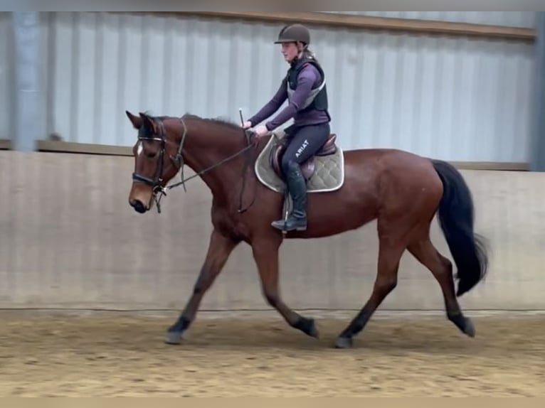 Hanoverian Mare 17 years 16,2 hh Brown in Hannover
