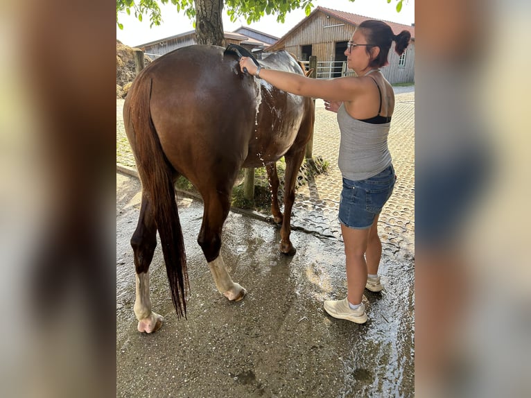 Hanoverian Mare 17 years 16,2 hh Chestnut-Red in Markt Indersdorf