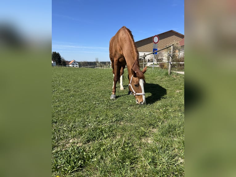 Hanoverian Mare 17 years 16,2 hh Chestnut-Red in Markt Indersdorf