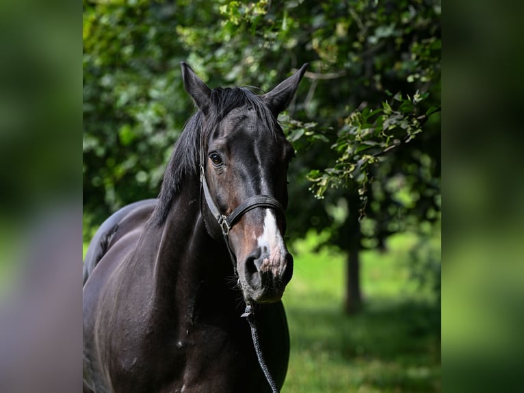 Hanoverian Mare 17 years 16,3 hh Bay-Dark in Reutte