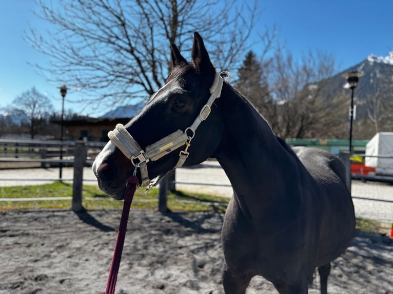 Hanoverian Mare 17 years 16,3 hh Bay-Dark in Reutte
