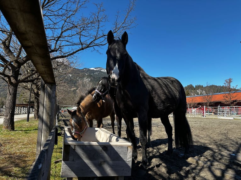 Hanoverian Mare 17 years 16,3 hh Bay-Dark in Reutte