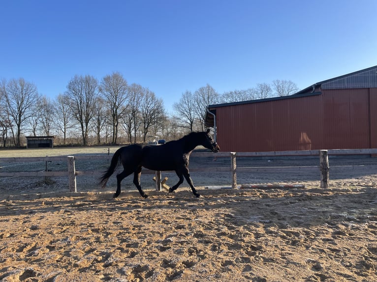 Hanoverian Mare 17 years 16,3 hh Bay-Dark in Bimöhlen