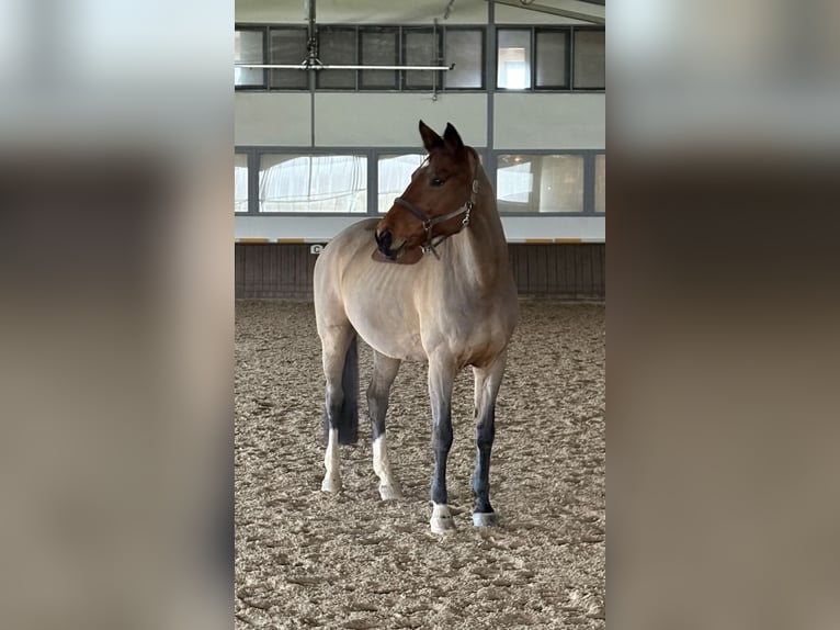 Hanoverian Mare 17 years 16,3 hh Brown in Inning am Ammersee