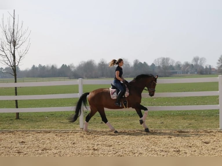 Hanoverian Mare 17 years 16,3 hh Brown in Inning am Ammersee