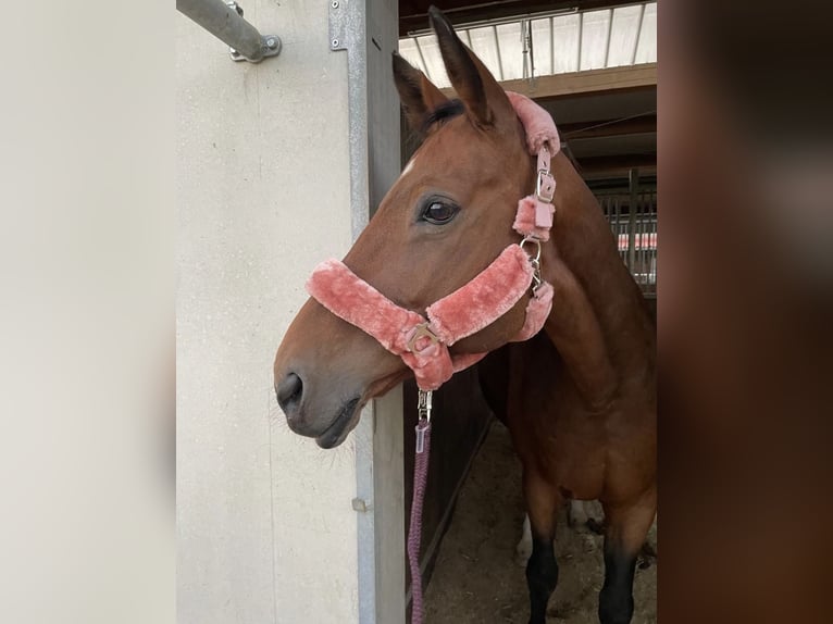 Hanoverian Mare 17 years 16,3 hh Brown in Inning am Ammersee