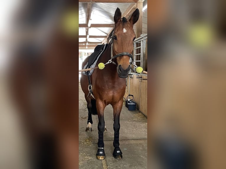 Hanoverian Mare 17 years 16,3 hh Brown in Inning am Ammersee