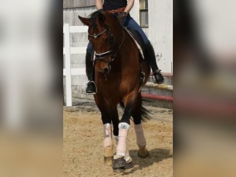 Hanoverian Mare 17 years 16,3 hh Brown in Inning am Ammersee