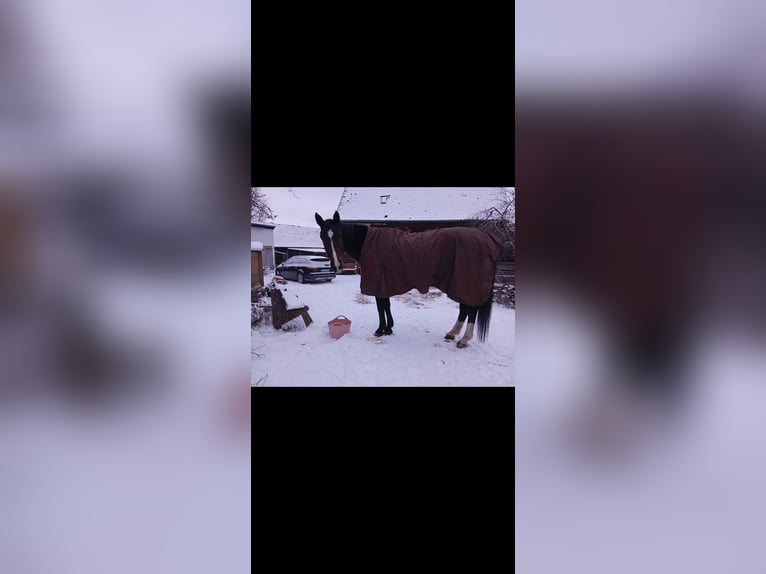 Hanoverian Mare 17 years 16,3 hh Brown in Gutenstetten