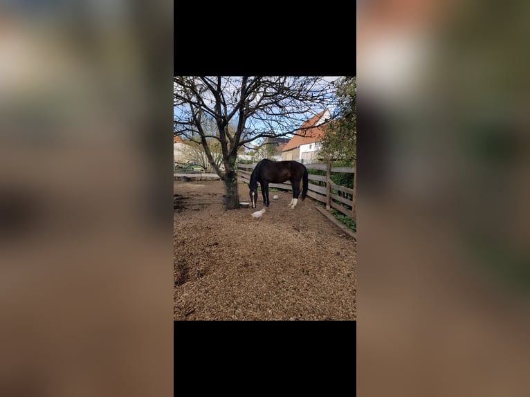 Hanoverian Mare 17 years 16,3 hh Brown in Gutenstetten